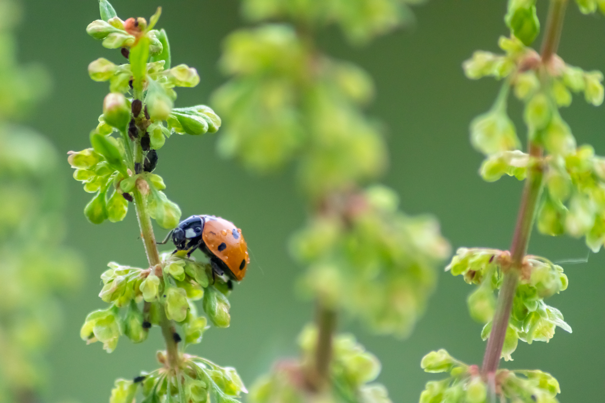 Ladybugs