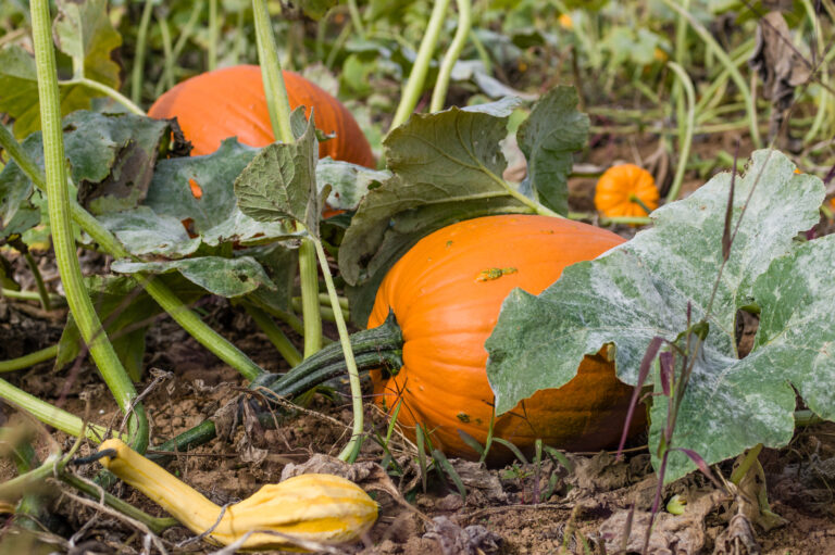 Squash Vine Borer Control