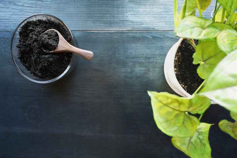 Coffee Grounds in the garden