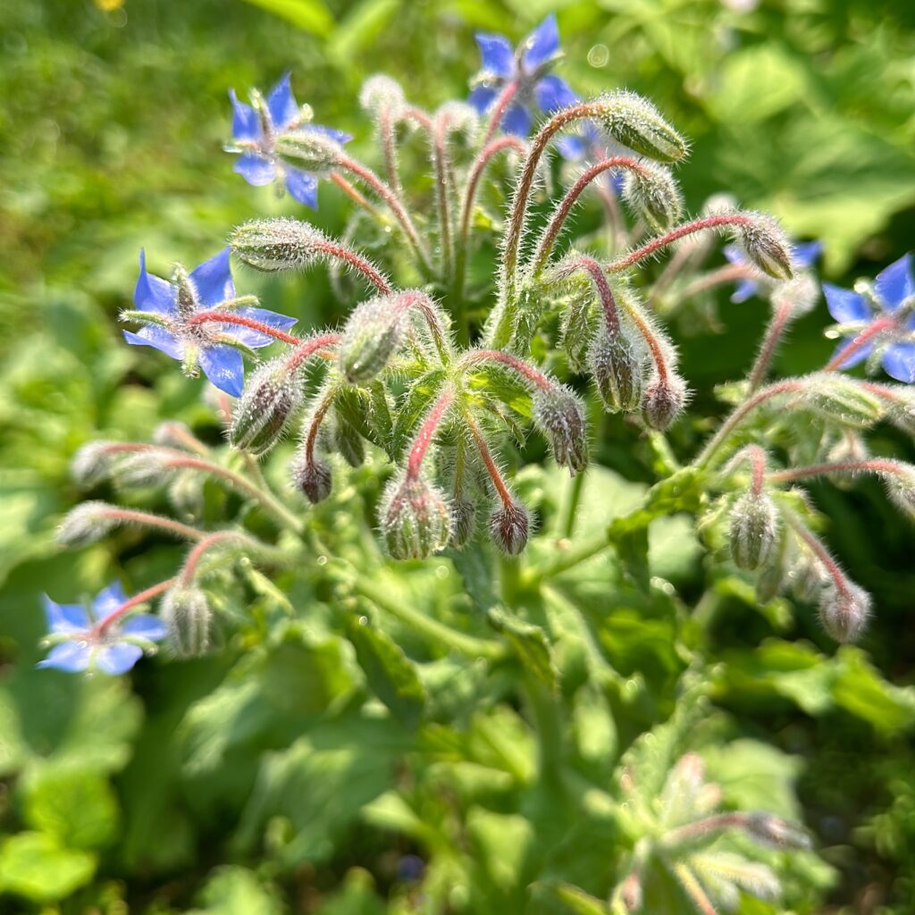 Borage flowers