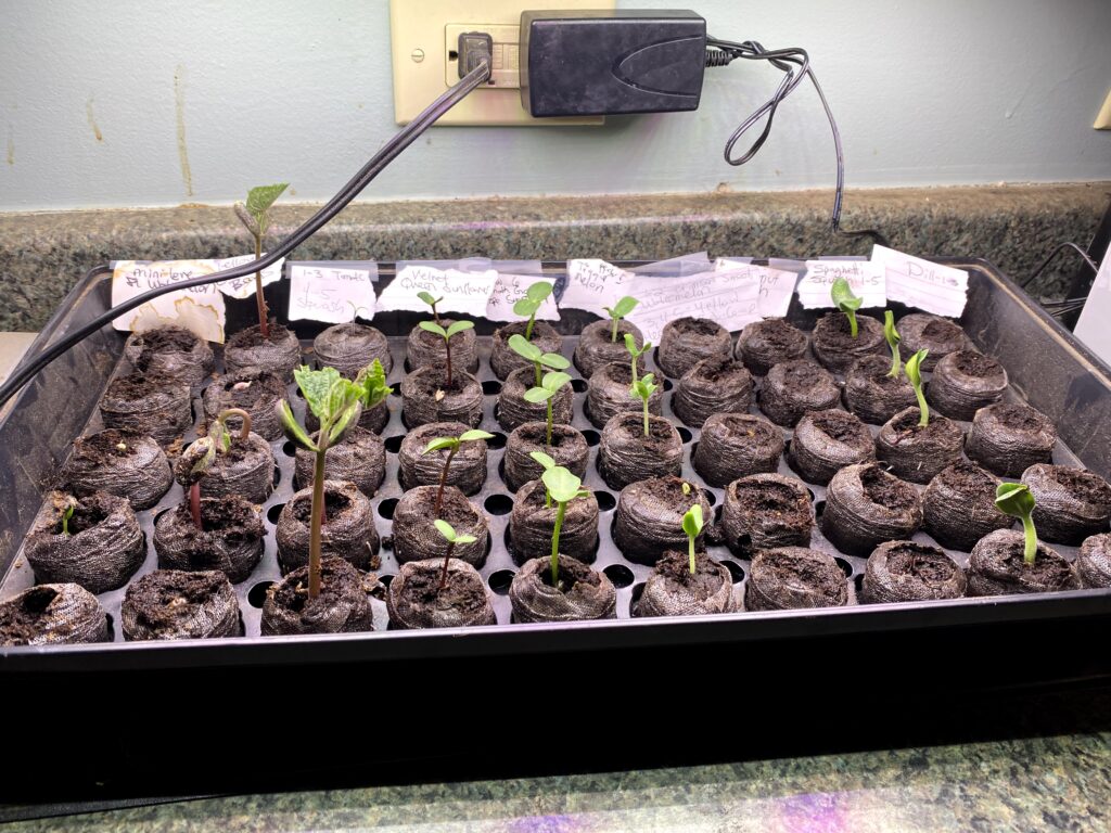 Seedlings