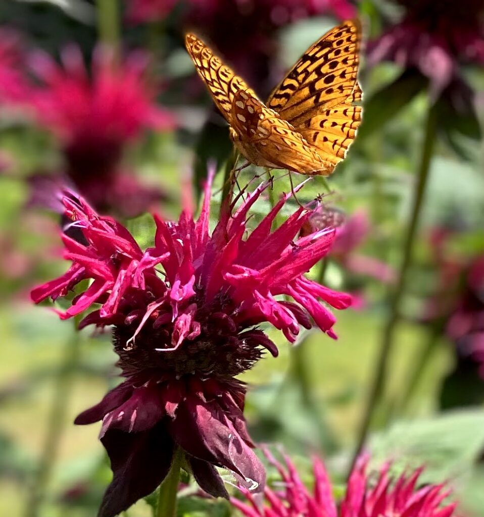 Bee balm with butterfly