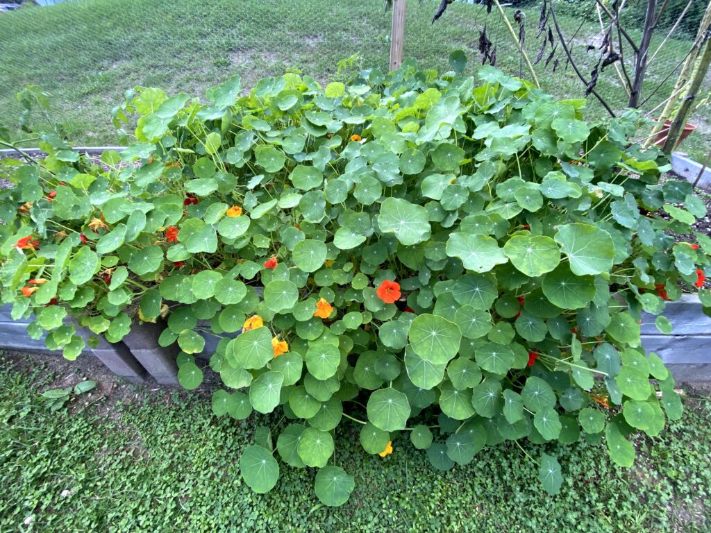 Nasturtium flowers and leaves