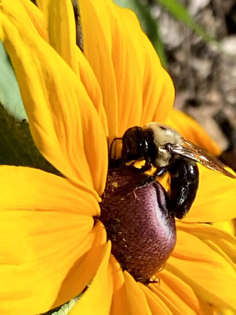 Sunflower with bee