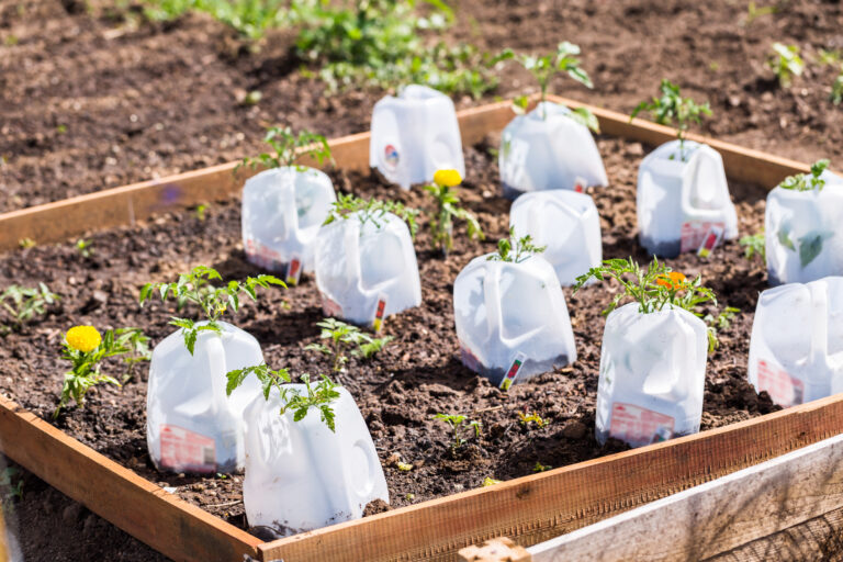 Milk Jug Gardening: Simple Steps for Eco-Friendly Planting