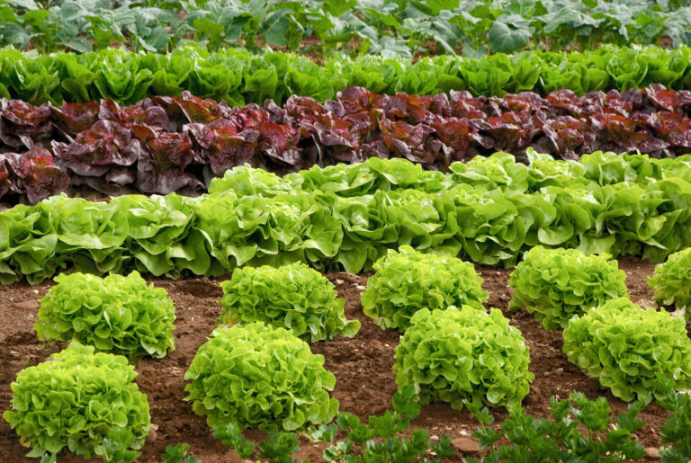 Benefits of Crop Rotation for Gardeners: Maximizing Yield and Soil Health