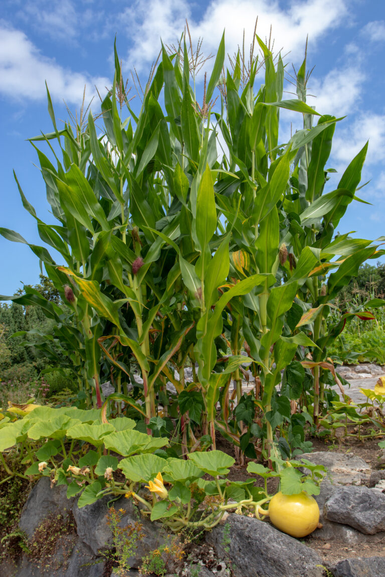 The Three Sisters Method of Corn Planting