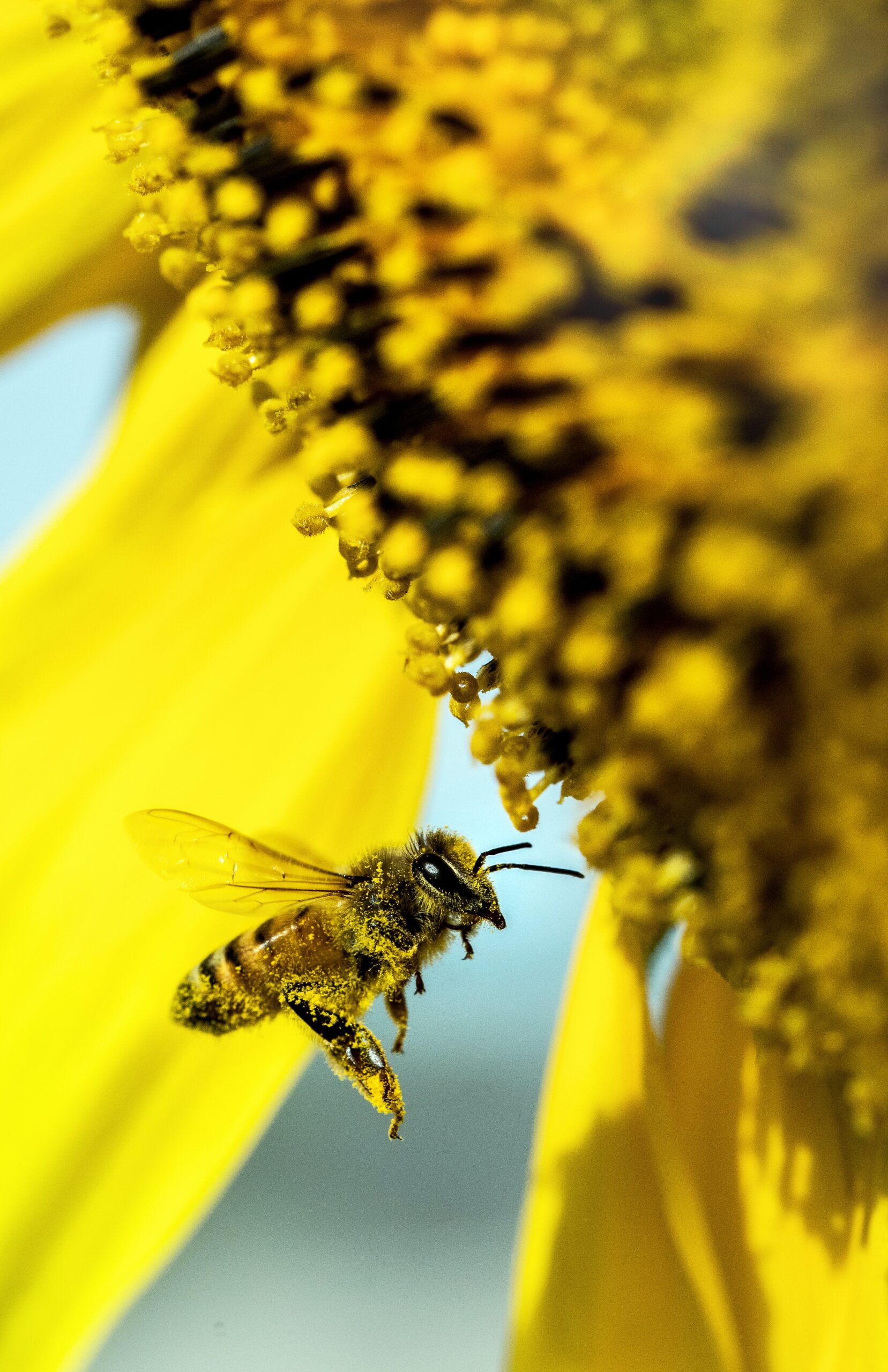 Bee on Sunflower