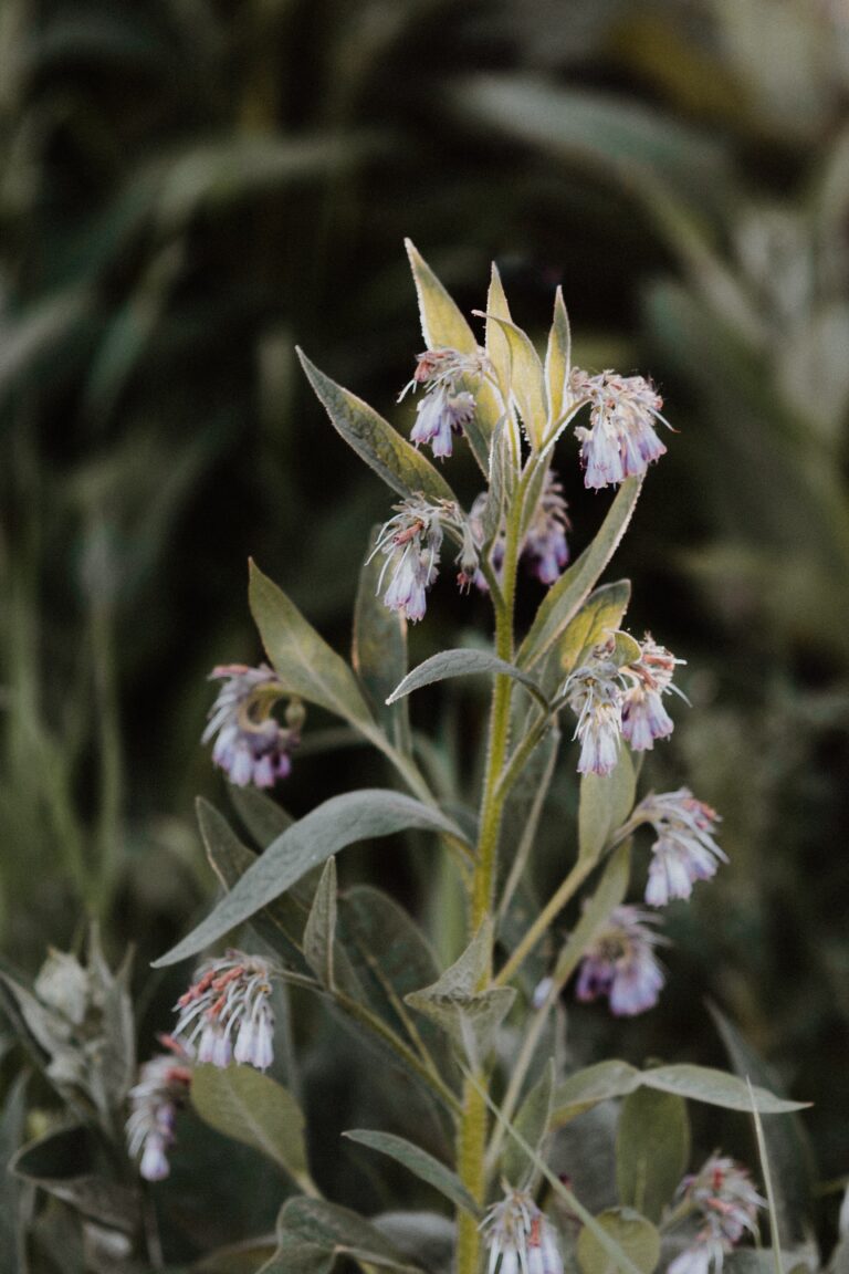 Using Comfrey in the Garden and in the Kitchen: From Soil Savior to Culinary Hero