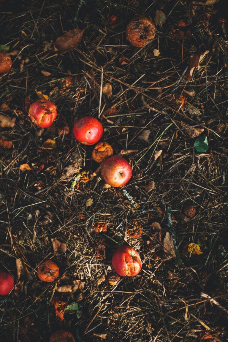 What is the Difference Between Compost and Fertilizer? Spoiler Alert: Your Plants Can Tell!