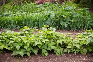 Crop rotation