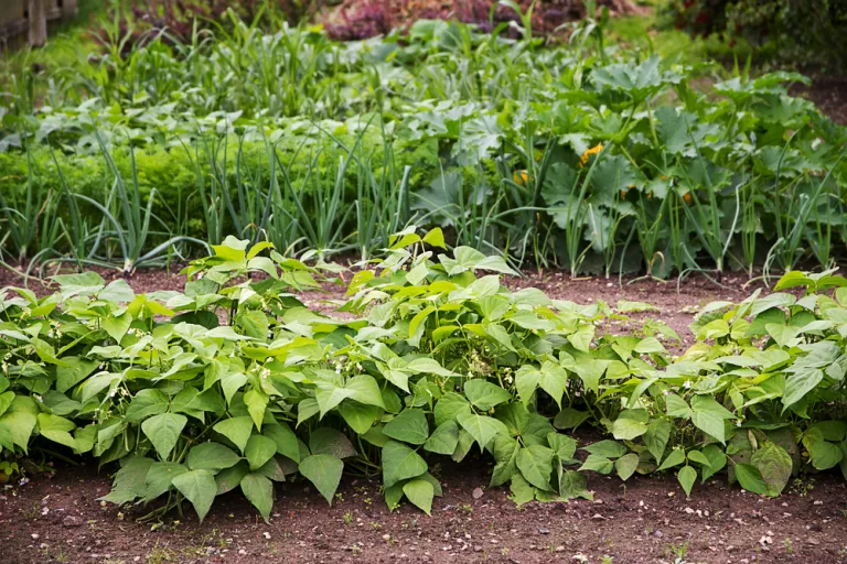 Three-Year Crop Rotation: How to Play Musical Chairs with Your Veggies!