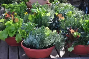 container-gardens