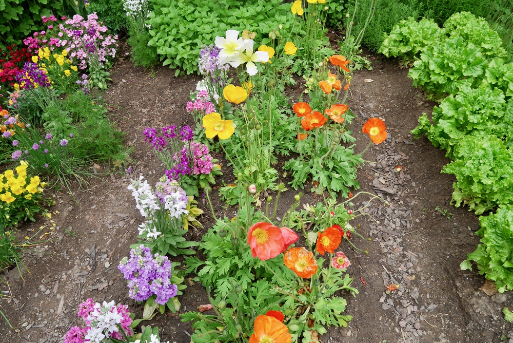 Cottage garden