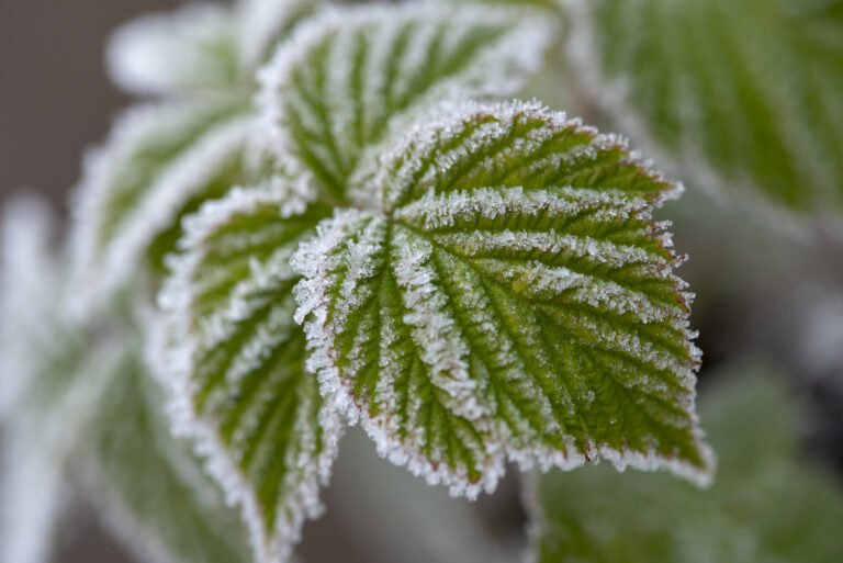 First Average Frost Date and Last Average Frost Date in Gardening: Chilling Secrets to Plan Your Planting!