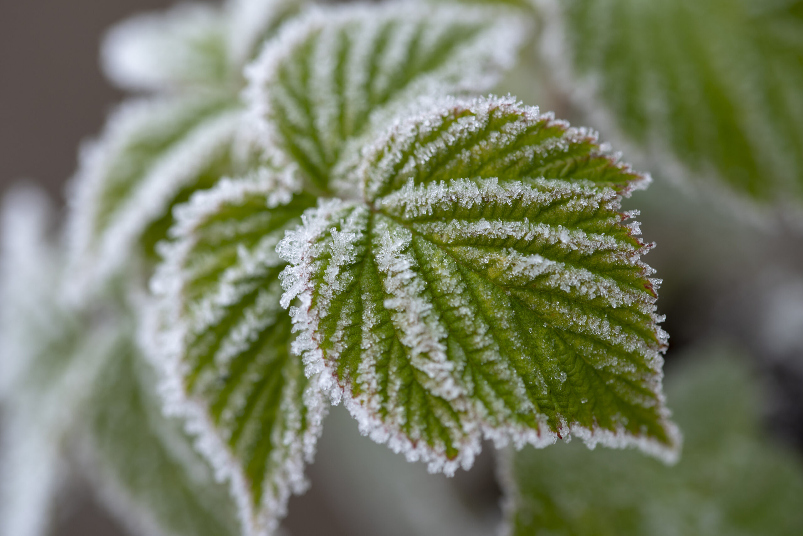 Frost-covered leaves